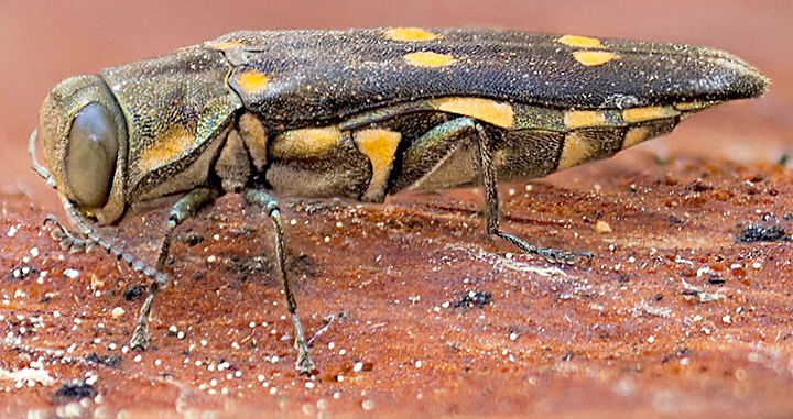 Goldspotted oak borer